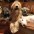 The New Year Tree – Be That Dog! Avatar