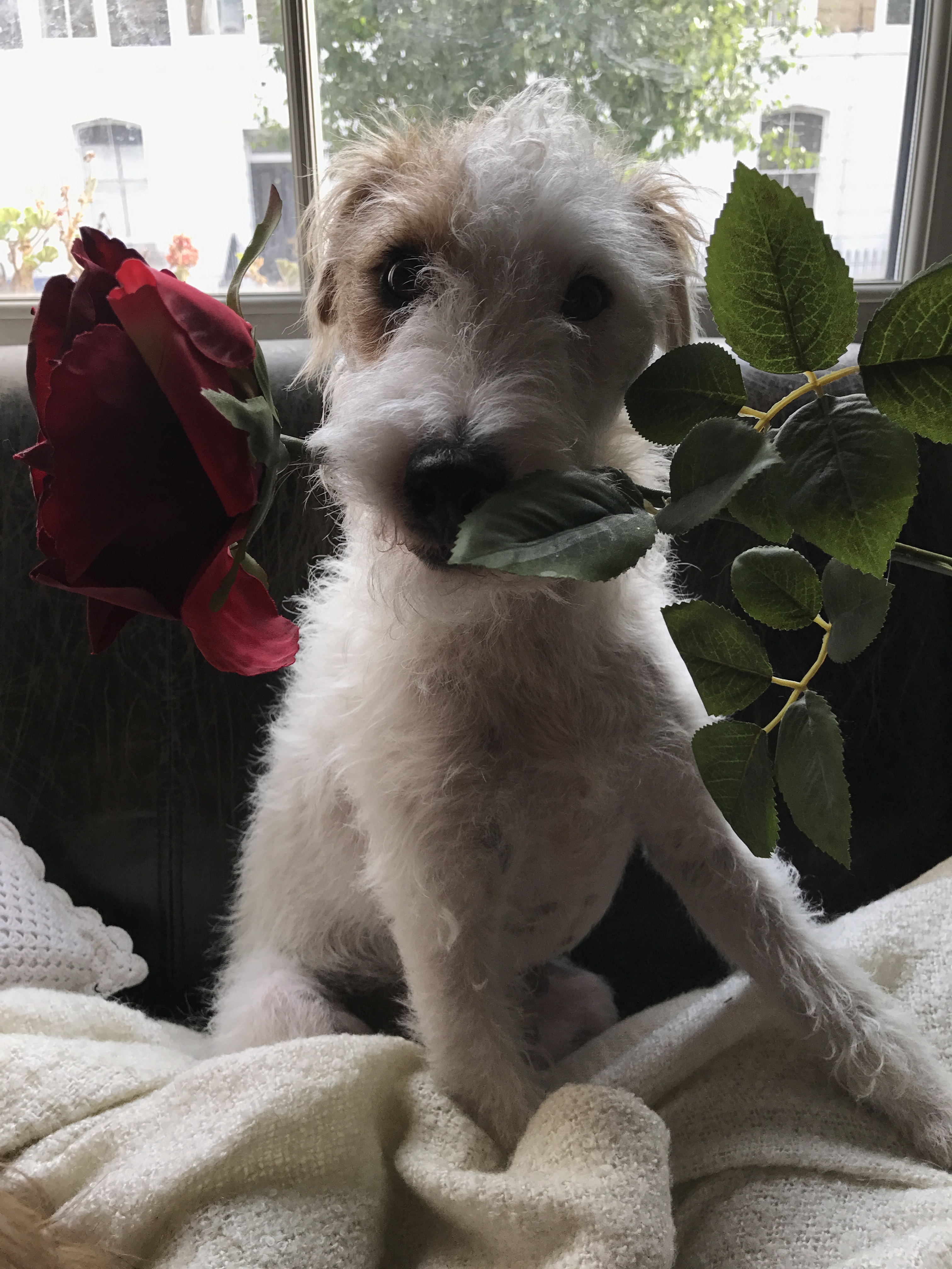 IMG_6639