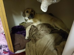 3FB1F775-2E84-40C7-8FAE-2D9634B33033