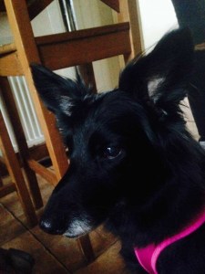 48D15955-EF80-4D17-845E-8B7EF4136ACD