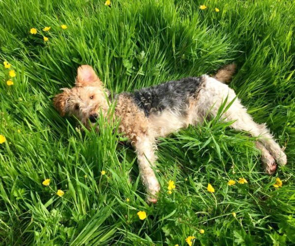 Henry’s Search for the Green, Green Grass of&nbsp;Home