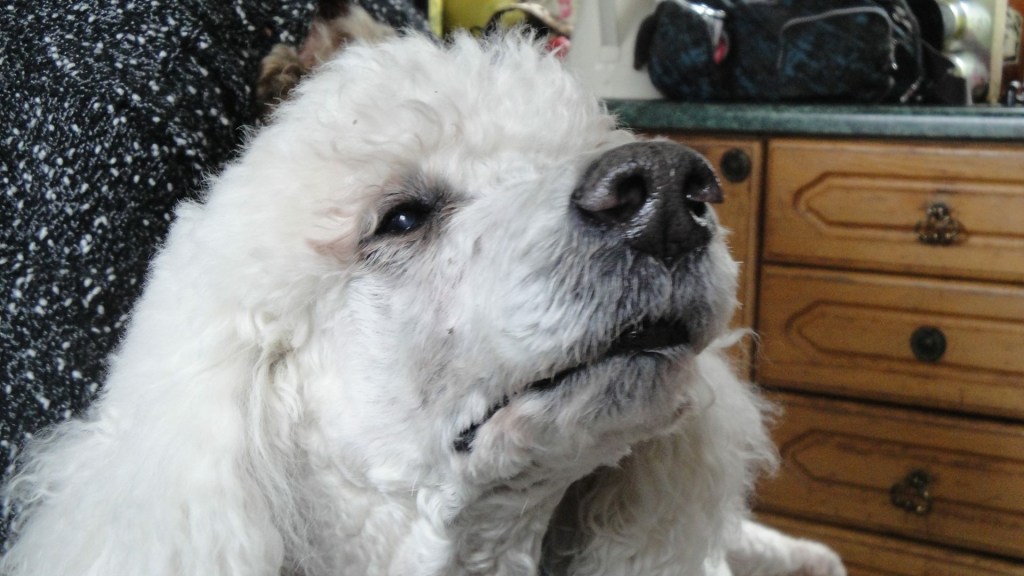 Good Attentions, with&nbsp;Teifi