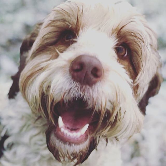 4 Minute Milo!