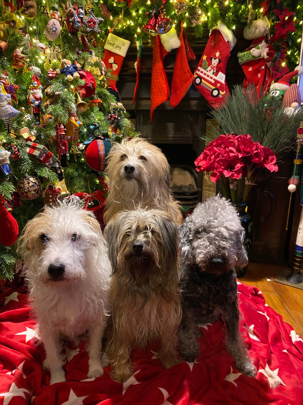 All in Advent Window 21!