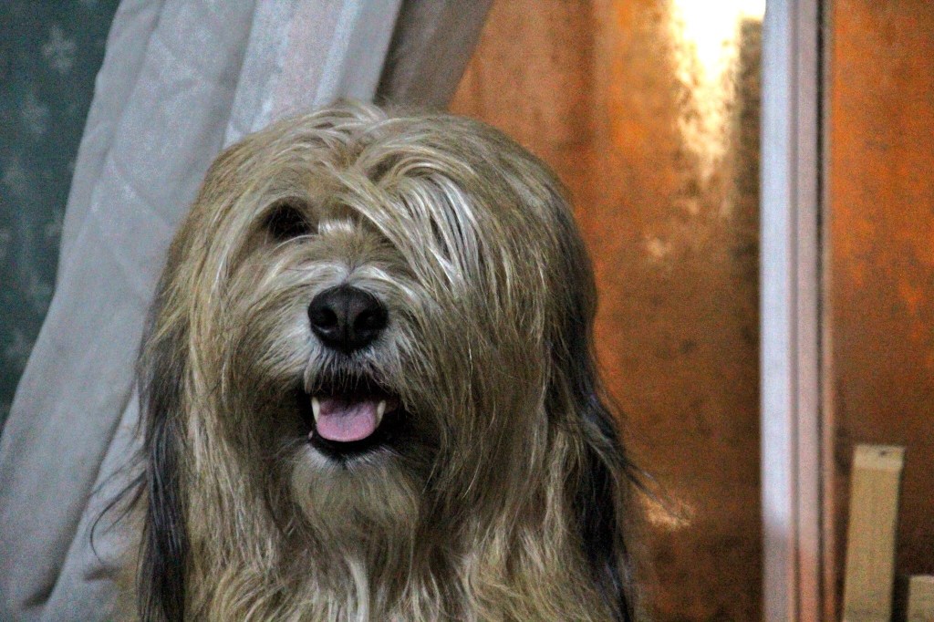 All in Advent Window 17!